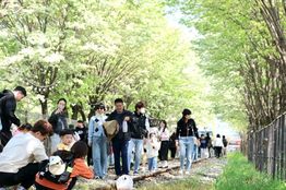 전주시 이팝나무꽃 만개한 팔복동 철길, 다시 시민의 품으로